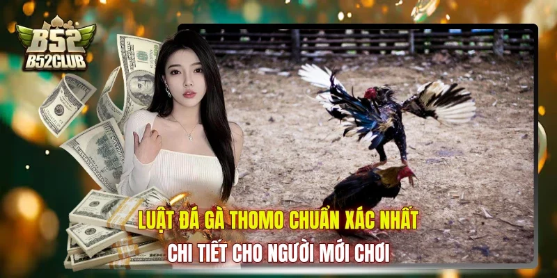 Luật Đá Gà Thomo Chuẩn Xác Nhất, Chi Tiết Cho Người Mới Chơi
